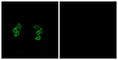 Casein Kinase 1 Alpha 1 Like antibody, abx013696, Abbexa, Western Blot image 