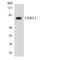 Cadherin 13 antibody, LS-C291782, Lifespan Biosciences, Western Blot image 