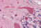 HSP90 antibody, MBS245471, MyBioSource, Immunohistochemistry frozen image 