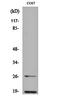 NEDD8 Ubiquitin Like Modifier antibody, orb161941, Biorbyt, Western Blot image 