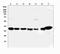 Aldolase, Fructose-Bisphosphate A antibody, A05022-3, Boster Biological Technology, Western Blot image 