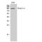 Rhophilin Rho GTPase Binding Protein 1 antibody, LS-C385858, Lifespan Biosciences, Western Blot image 