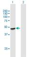 Pleckstrin Homology Domain Containing A1 antibody, H00059338-B01P, Novus Biologicals, Western Blot image 