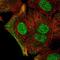 Zinc Finger Protein 488 antibody, NBP2-48819, Novus Biologicals, Immunofluorescence image 