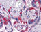 Paternally Expressed 10 antibody, 51-372, ProSci, Immunohistochemistry frozen image 