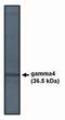 Calcium Voltage-Gated Channel Auxiliary Subunit Gamma 4 antibody, PA1-12675, Invitrogen Antibodies, Western Blot image 