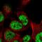 Transcription Elongation Factor A Like 8 antibody, NBP2-32425, Novus Biologicals, Immunocytochemistry image 