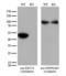 Keratin 18 antibody, LS-C796725, Lifespan Biosciences, Western Blot image 