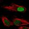 F-Box And Leucine Rich Repeat Protein 17 antibody, PA5-57645, Invitrogen Antibodies, Immunofluorescence image 