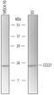 C-C Motif Chemokine Ligand 21 antibody, MAB4571, R&D Systems, Western Blot image 