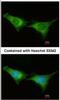 Proteasome 26S Subunit, ATPase 6 antibody, NBP2-19985, Novus Biologicals, Immunocytochemistry image 