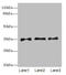 Septin-4 antibody, LS-C676316, Lifespan Biosciences, Western Blot image 