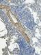 Vinculin antibody, A01207-1, Boster Biological Technology, Immunohistochemistry frozen image 