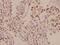 Phospholipase C Beta 3 antibody, A04226-1, Boster Biological Technology, Immunohistochemistry frozen image 