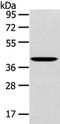 Wnt Family Member 10B antibody, TA351953, Origene, Western Blot image 