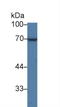 Quiescin Sulfhydryl Oxidase 1 antibody, LS-C296172, Lifespan Biosciences, Western Blot image 