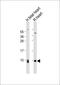 ATP Synthase Membrane Subunit C Locus 2 antibody, 61-317, ProSci, Western Blot image 