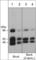SHC Adaptor Protein 1 antibody, SM3531, ECM Biosciences, Western Blot image 