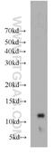 Colipase antibody, 11766-1-AP, Proteintech Group, Western Blot image 