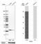 Serglycin antibody, HPA000759, Atlas Antibodies, Western Blot image 