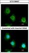 Platelet factor 4 variant antibody, GTX108457, GeneTex, Immunocytochemistry image 