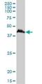 Cyclin D1 Binding Protein 1 antibody, H00023582-B01P, Novus Biologicals, Western Blot image 