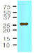 Interleukin 33 antibody, AM09020PU-N, Origene, Western Blot image 