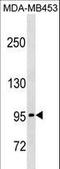Protocadherin Gamma Subfamily A, 5 antibody, LS-C158548, Lifespan Biosciences, Western Blot image 