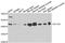 Actin Alpha 2, Smooth Muscle antibody, LS-C746774, Lifespan Biosciences, Western Blot image 