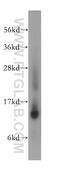 Nuclear Transport Factor 2 antibody, 15538-1-AP, Proteintech Group, Western Blot image 