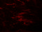 Zinc transporter ZIP2 antibody, 6083, ProSci, Immunofluorescence image 