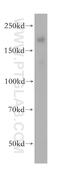 Nidogen 2 antibody, 13530-1-AP, Proteintech Group, Western Blot image 