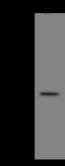 Fructosamine 3 Kinase Related Protein antibody, 200360-T36, Sino Biological, Western Blot image 