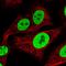 KAP-1 antibody, HPA064033, Atlas Antibodies, Immunofluorescence image 