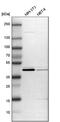 Cilia And Flagella Associated Protein 36 antibody, PA5-52638, Invitrogen Antibodies, Western Blot image 