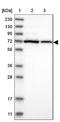 Alkylglycerone Phosphate Synthase antibody, NBP1-89240, Novus Biologicals, Western Blot image 