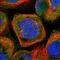 MYC Binding Protein antibody, PA5-59476, Invitrogen Antibodies, Immunofluorescence image 