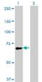 Solute Carrier Family 9 Member A6 antibody, H00010479-M02, Novus Biologicals, Western Blot image 