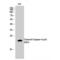 Caspase 4 antibody, LS-C380473, Lifespan Biosciences, Western Blot image 