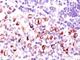 BCL2 Like 1 antibody, NBP2-44417, Novus Biologicals, Immunohistochemistry frozen image 