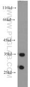 Calpain Small Subunit 2 antibody, 15803-1-AP, Proteintech Group, Western Blot image 