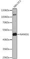 Nanog Homeobox antibody, GTX64350, GeneTex, Western Blot image 