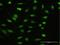 Nuclear Factor Of Activated T Cells 2 Interacting Protein antibody, H00084901-D01P, Novus Biologicals, Western Blot image 