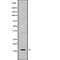 Calmodulin Like 5 antibody, abx148833, Abbexa, Western Blot image 