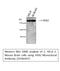 ERBB2 antibody, M00010-3, Boster Biological Technology, Western Blot image 