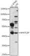 Nuclear Factor Of Activated T Cells 2 Interacting Protein antibody, 16-459, ProSci, Western Blot image 