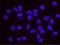 RAD17 Checkpoint Clamp Loader Component antibody, NB100-273, Novus Biologicals, Proximity Ligation Assay image 