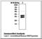 Bone Morphogenetic Protein 4 antibody, LS-B2842, Lifespan Biosciences, Western Blot image 