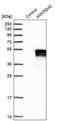 Ankyrin Repeat Domain 40 antibody, PA5-54492, Invitrogen Antibodies, Western Blot image 