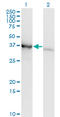 Poly(RC) Binding Protein 1 antibody, LS-C197850, Lifespan Biosciences, Western Blot image 